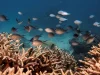 Kawanan ikan berenang di atas koloni karang jari di Great Barrier Reef, Australia