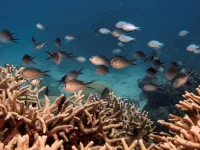 Kawanan ikan berenang di atas koloni karang jari di Great Barrier Reef, Australia