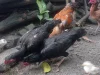 Ilustrasi ayam kampung mencari makan di pekarangan