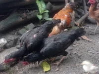 Ilustrasi ayam kampung mencari makan di pekarangan
