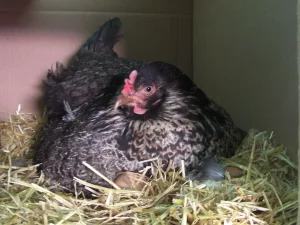 Guru Besar IPB: Ayam Lebih Dekat dengan T-Rex daripada Sapi