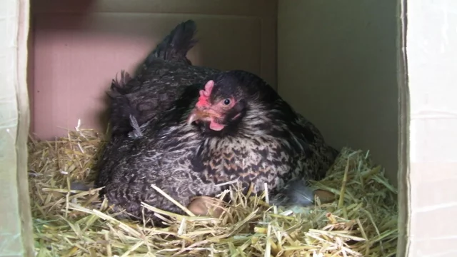 Guru Besar IPB: Ayam Lebih Dekat dengan T-Rex daripada Sapi