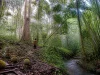 Ilustrasi kebun hutan dengan pohon durian tua, buah durian jatuh, dan seorang warga berjalan