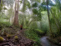 Ilustrasi kebun hutan dengan pohon durian tua, buah durian jatuh, dan seorang warga berjalan