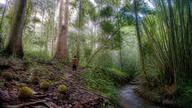 Ilustrasi kebun hutan dengan pohon durian tua, buah durian jatuh, dan seorang warga berjalan