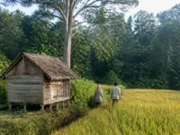 Ilustrasi ladang padi menguning dan pondok kayu beratap daun di tepi hutan