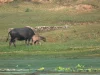 Induk kerbau dan anaknya merumput di tepi air di Yangshuo, Guangxi, Tiongkok