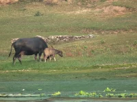 Induk kerbau dan anaknya merumput di tepi air di Yangshuo, Guangxi, Tiongkok