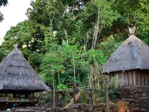 Ilustrasi dua rumah adat beratap ilalang di Kampung Adat Takpala, Pulau Alor, Nusa Tenggara Timur