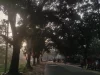 Jalan kampus University of Chittagong, Bangladesh, dinaungi pohon-pohon besar saat matahari rendah