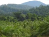 Kebun sawit muda berbatasan dengan hutan lebat di tepi Cagar Alam Nantu, Gorontalo