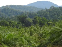 Kebun sawit muda berbatasan dengan hutan lebat di tepi Cagar Alam Nantu, Gorontalo