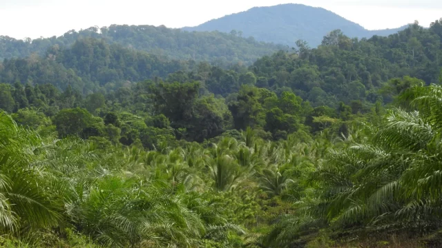 Kebun sawit muda berbatasan dengan hutan lebat di tepi Cagar Alam Nantu, Gorontalo