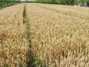 Hamparan ladang gandum menguning di Laoling, Provinsi Shandong, Tiongkok, dengan jalur sempit di tengah