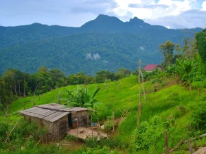Ilustrasi: ladang berpindah peladang Dayak di lereng bukit Pegunungan Meratus, Kalimantan Selatan