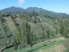 Ladang sayur berteras di lereng perbukitan Wonokitri, desa Tengger, Jawa Timur