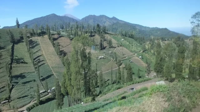 Ladang sayur berteras di lereng perbukitan Wonokitri, desa Tengger, Jawa Timur