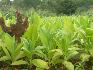 Ladang tembakau berdaun lebar hijau dengan tunggul kayu di tengahnya di Malawi