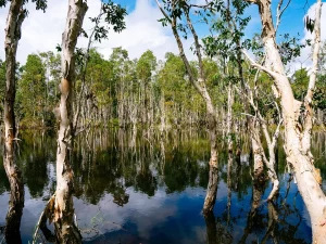 Ilustrasi pohon Melaleuca tergenang air di lahan basah Taman Nasional Wasur, Merauke