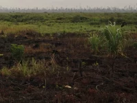 Ilustrasi lahan gambut bekas terbakar di Sumatra Selatan