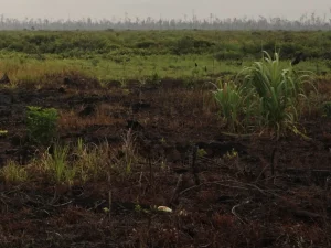 Ilustrasi lahan gambut bekas terbakar di Sumatra Selatan