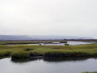 Alur air tenang di muara Sungai Tijuana di antara rawa berumput, San Diego, California