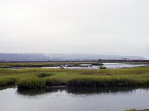 Alur air tenang di muara Sungai Tijuana di antara rawa berumput, San Diego, California