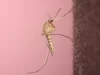 Foto makro seekor nyamuk Culex pipiens hinggap di permukaan gelap berlatar merah muda