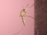 Foto makro seekor nyamuk Culex pipiens hinggap di permukaan gelap berlatar merah muda