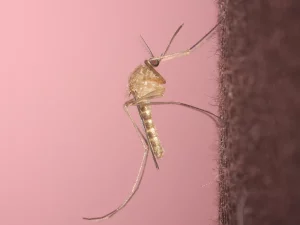 Foto makro seekor nyamuk Culex pipiens hinggap di permukaan gelap berlatar merah muda