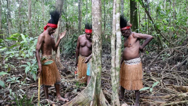 Ilustrasi: tiga laki-laki Kamoro di hutan bakau saat mencari kayu ukiran mbitoro, Mimika, Papua