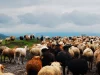 Kawanan domba digiring di padang rumput Tangbula, Xinjiang, Tiongkok, di bawah langit mendung