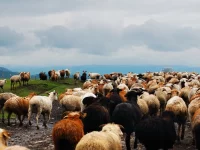 Kawanan domba digiring di padang rumput Tangbula, Xinjiang, Tiongkok, di bawah langit mendung