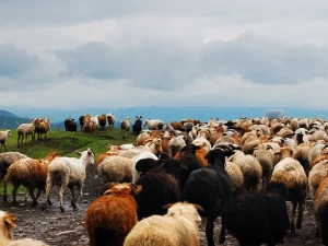 Kawanan domba digiring di padang rumput Tangbula, Xinjiang, Tiongkok, di bawah langit mendung