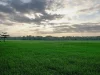 Hamparan sawah padi hijau di bawah langit pagi berawan di Blora, Jawa Tengah