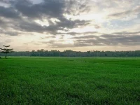 Hamparan sawah padi hijau di bawah langit pagi berawan di Blora, Jawa Tengah