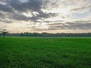 Hamparan sawah padi hijau di bawah langit pagi berawan di Blora, Jawa Tengah