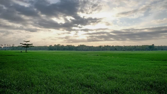 Hamparan sawah padi hijau di bawah langit pagi berawan di Blora, Jawa Tengah