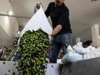 Pekerja menuang karung buah zaitun ke mesin penggilingan di Qusra, Nablus, Tepi Barat