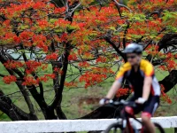 Pesepeda melintas di depan pohon flamboyan berbunga merah di Eixão do Lazer, Brasília
