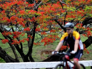 Pesepeda melintas di depan pohon flamboyan berbunga merah di Eixão do Lazer, Brasília