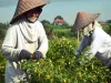 Ilustrasi dua petani bercaping memetik cabai di ladang di bawah langit cerah, Bali