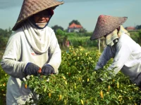 Ilustrasi dua petani bercaping memetik cabai di ladang di bawah langit cerah, Bali