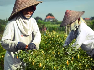 Ilustrasi dua petani bercaping memetik cabai di ladang di bawah langit cerah, Bali