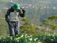 Ilustrasi petani menyemprot kebun kubis di dataran tinggi Pangalengan, Jawa Barat