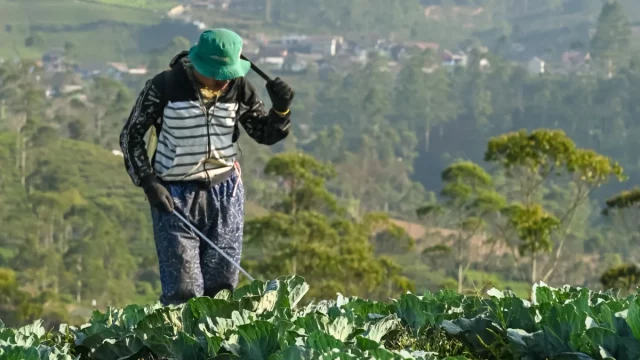 Ilustrasi petani menyemprot kebun kubis di dataran tinggi Pangalengan, Jawa Barat