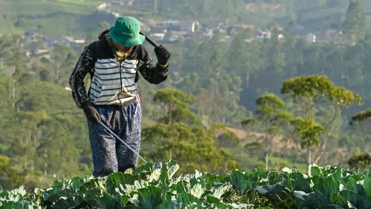 Ilustrasi petani menyemprot kebun kubis di dataran tinggi Pangalengan, Jawa Barat