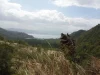 Perbukitan berhutan dan padang ilalang dengan teluk di kejauhan di Piru, Seram Bagian Barat