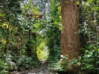 Ilustrasi batang pohon besar di tepi jalan setapak hutan lindung Desa Madara, Kalimantan Tengah