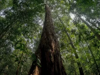 Batang pohon besar menjulang di tengah hutan Taman Nasional Bukit Duabelas, Jambi